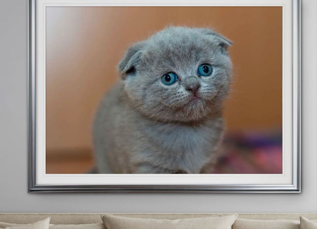 Photo of a sad cat